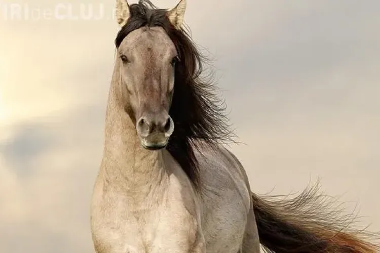 Carnea de cal, nocivă sau benefică? Vezi răspunsul cercetătorilor