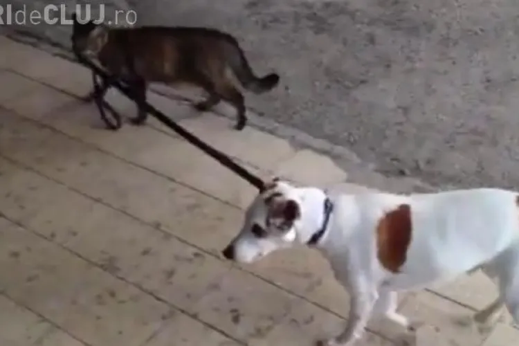 CLIPUL ZILEI: Câinele plimbat de pisică VIDEO