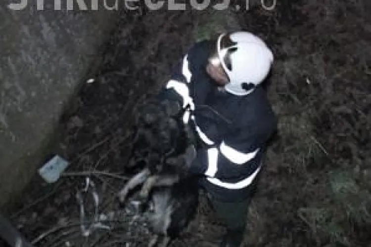 Intervenție inedită a pompierilor din Dej. Au salvat un câine aruncat în Valea Salca VIDEO