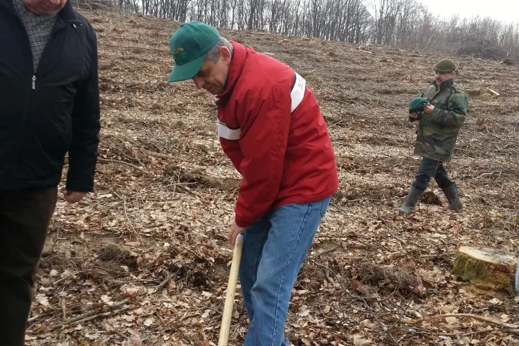 Uioreanu a plantat stejari în Cheile Baciului - FOTO