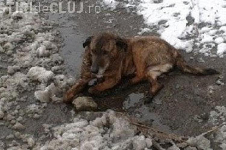 Câinele aruncat la gunoi de angajații Primăriei din Dej a fost dus la un adăpost - VIDEO