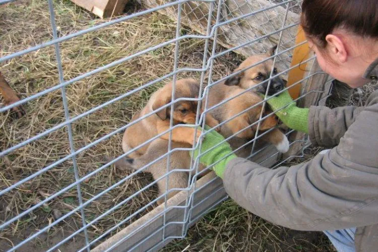 Germanii au donat hrană pentru câinii de la Adapostul ”Trei frați pătați” din Turda