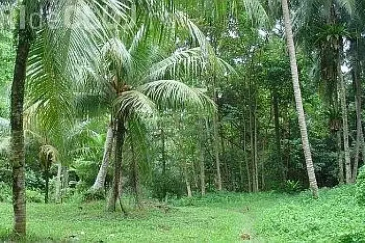 Cercetătorii de la USAMV Cluj pleacă într-o expediție științifică 100% clujeană în Coasta de Fildeș, Africa