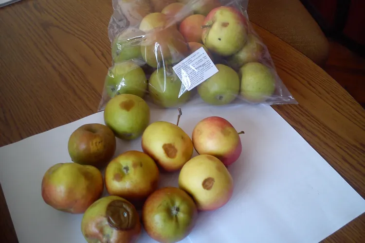 Mere mucegăite și bătute, servite elevilor din grădinițele și școlile clujene - FOTO