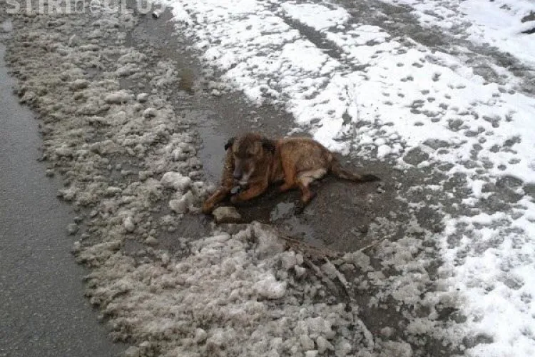 Câine lovit de mașină, aruncat de angajații Primăriei Dej la gunoi, deși era în viață - VIDEO IMAGINI ȘOCANTE
