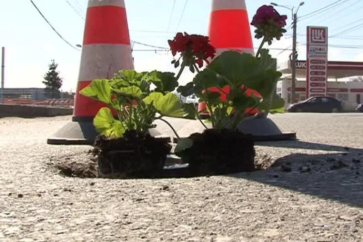 Liberalii au plantat flori în gropile din Cluj-Napoca, de pe strada Fabricii - FOTO