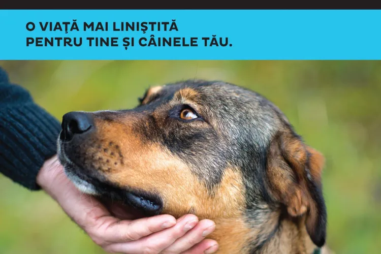 Sterilizare gratuită a câinilor fără stăpân din Apahida