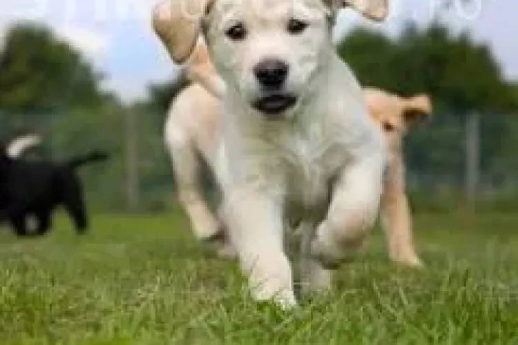 Cum afli câți ani are câinele tău de fapt? Cercetătorii au un răspuns