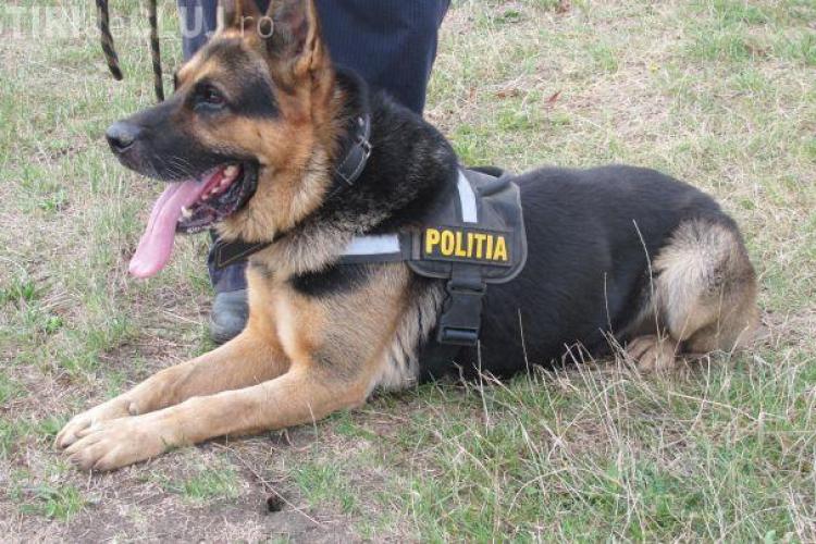 Spectacol de dresaj al câinilor de salvare la Cluj-Napoca