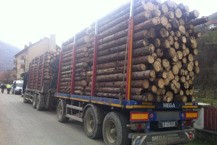 Un pădurar clujean câştigă lejer 6.000 de euro pe lună. Dezvăluiri incredibile din MAFIA LEMNULUI - FOTO