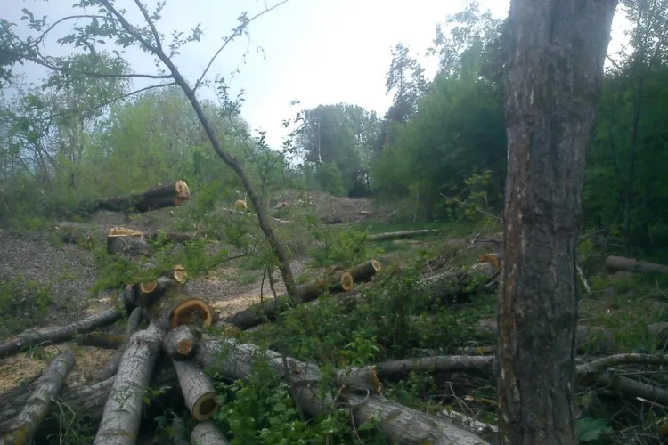 Armata construiește vile în Cartodom și a primit un aviz special pentru defrișări ”fără număr” de la Agenția de Mediu Cluj