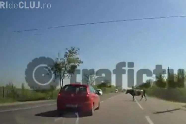 A lovit în plin o vacă aflată pe șosea - VIDEO LIVE
