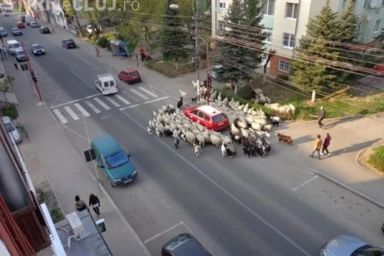 Un cioban a ieșit cu oile prin centrul Dejului - FOTO