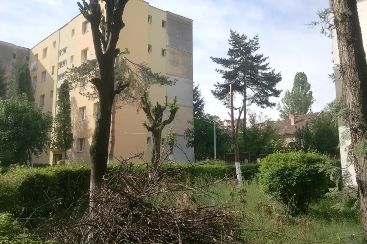 Clujenii de pe Lăcrămioarelor s-au apucat să-și taie copacii și au fost amendați - FOTO