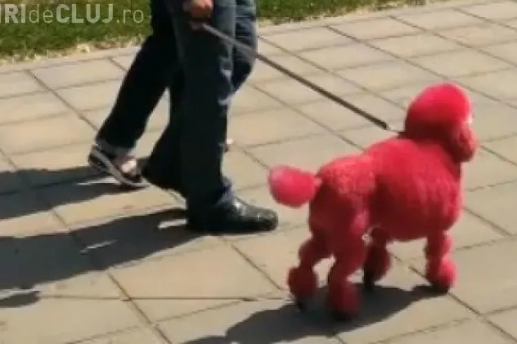 Și-a vopsit câinele roșu și a făcut senzație pe stradă. VEZI imagini - VIDEO