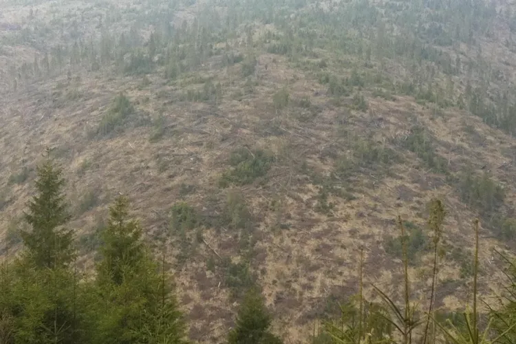 Blestemul pădurilor! Un pădurar, acuzat că a defrișat pe rupte și a construit 135 de apartamente, a murit în pădure