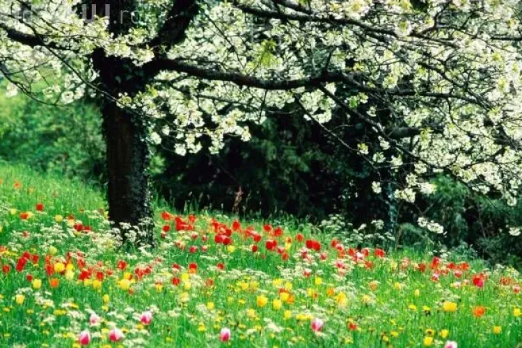 VREMEA pe 3 zile! Sunt temperaturi de vară