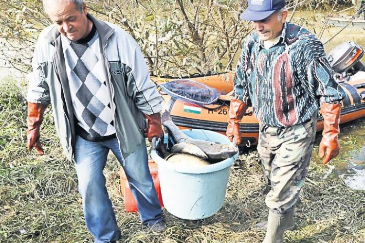 Pești morți pe Arieș, la Turda, în urma unei poluări cu ape de mină! Țiganii îi prind cu mâna 