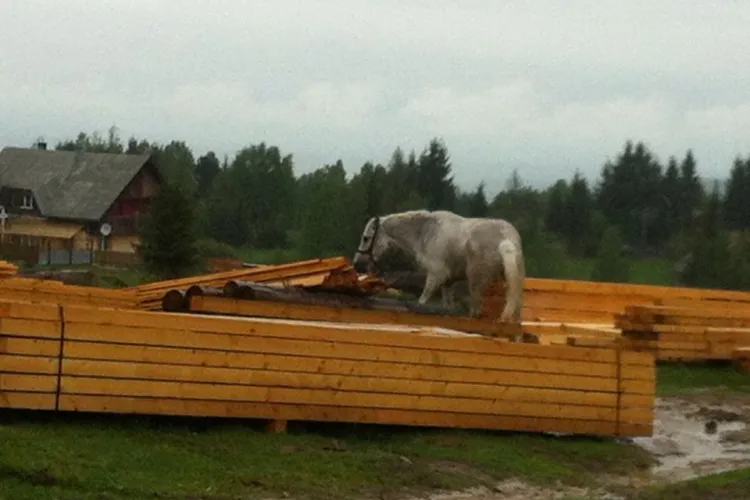 Padurile Clujului dispar în fiecare zi! Garda de Mediu de ce nu face NIMIC? - FOTO