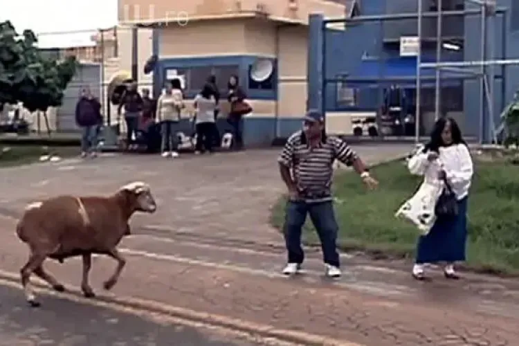 CLIPUL ZILEI: Capra furioasă care a băgat brazilienii în sperieți VIDEO
