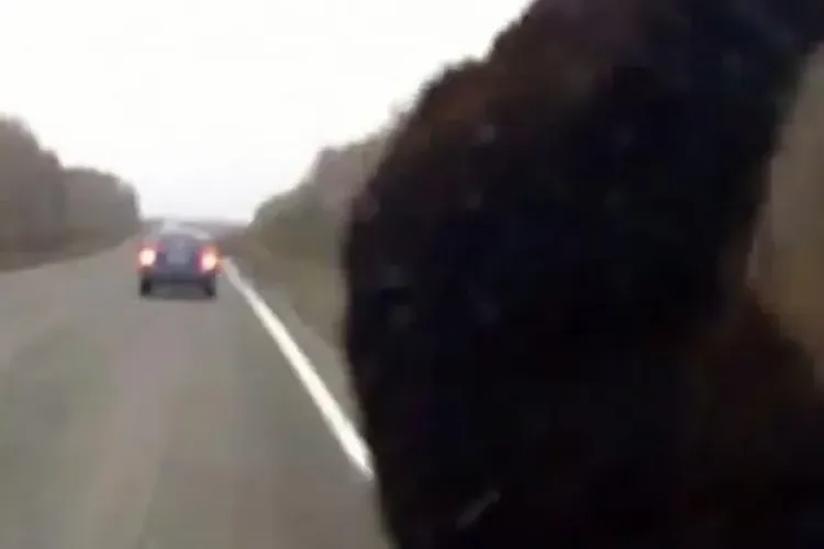 Accident straniu în Rusia. Nu se aștepta să îi iasă așa ceva în cale VIDEO