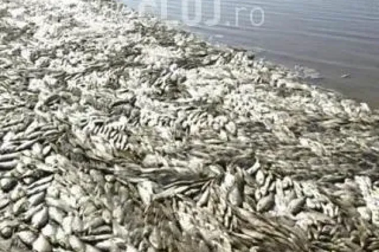 Pesti morti pe plajele din Mamaia si Jupiter!