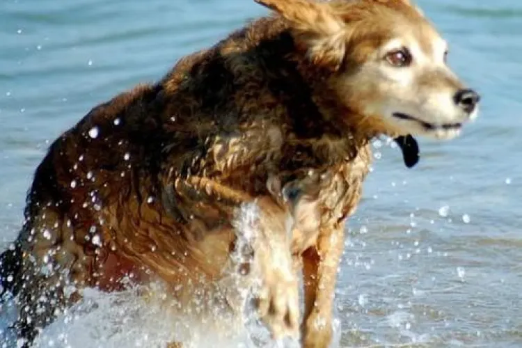 Canicula afecteaza si animalele! Cititi sfatul medicilor veterinari!