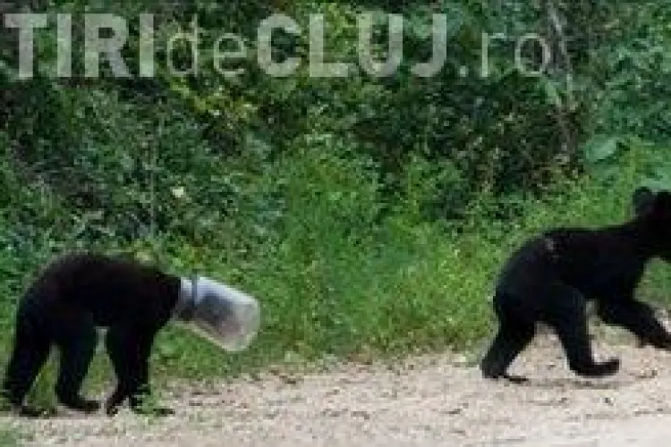 Un pui de urs a stat zece zile cu capul intr-un borcan de plastic