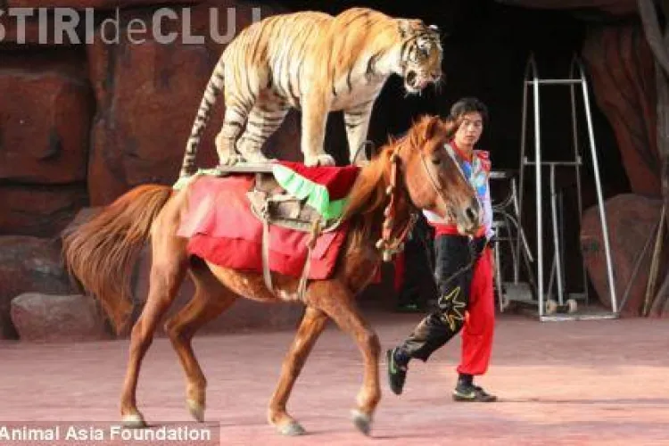 Ursi pe motociclete si tigrii calare! Mii de animale sunt brutalizate in circurile din China - FOTO