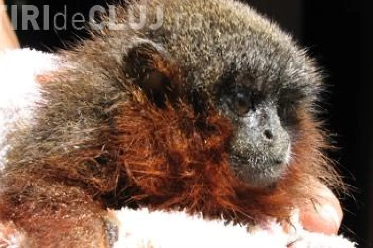 A fost descoperita o noua specie de maimute, care au barba rosie