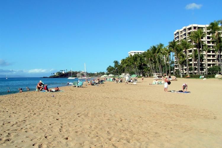 Panica pe litoral! Un peste veninos a intepat peste 20 de turisti