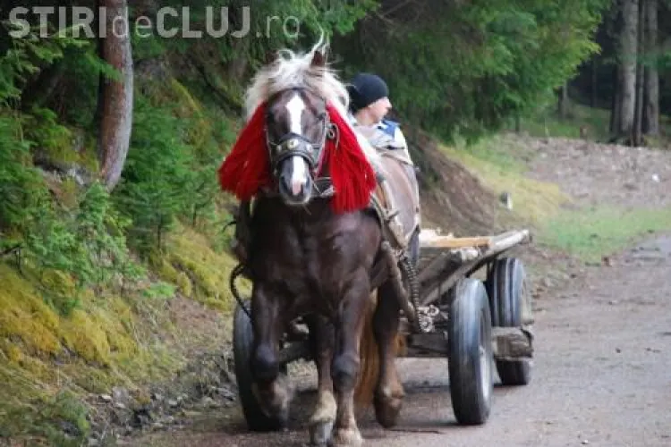 Un cal a lovit mortal o femeie in varsta de 78 de ani din Suatu, judetul Cluj