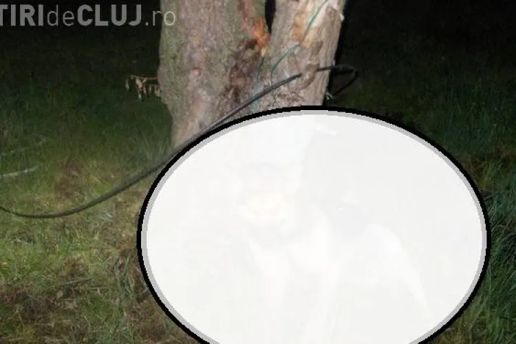 Un câine spânzurat în Florești stârnește revoltă în Marea Britanie: ”Boicotăm turismul din România” - IMAGINI ȘOCANTE