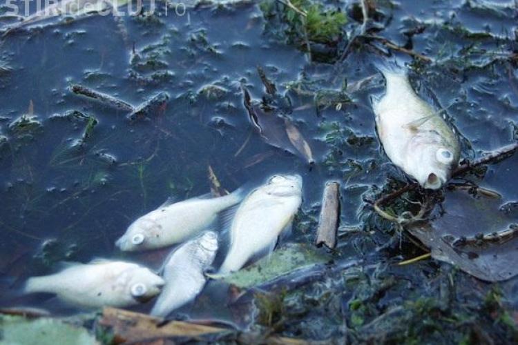 De ce au murit peștii din Arieș? Nu a fost poluare