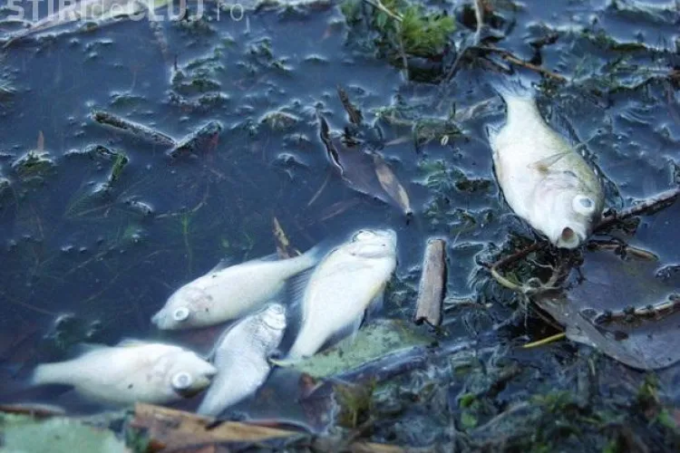 De ce au murit peștii din Arieș? Nu a fost poluare