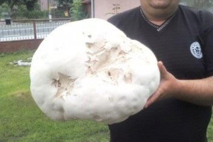 Ciuperca gigant de 5 kg, găsită în Câțcău de un localnic - VIDEO