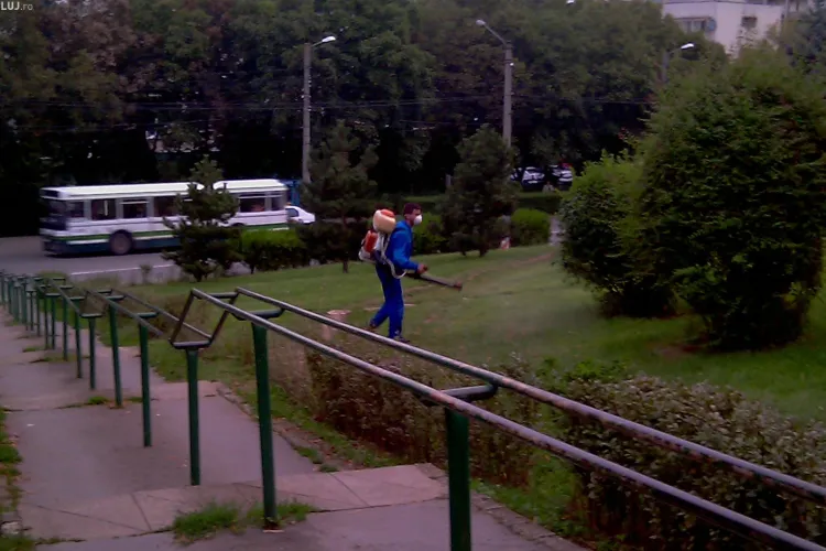 Cluj: A treia etapă de dezinsecţie pe domeniul public