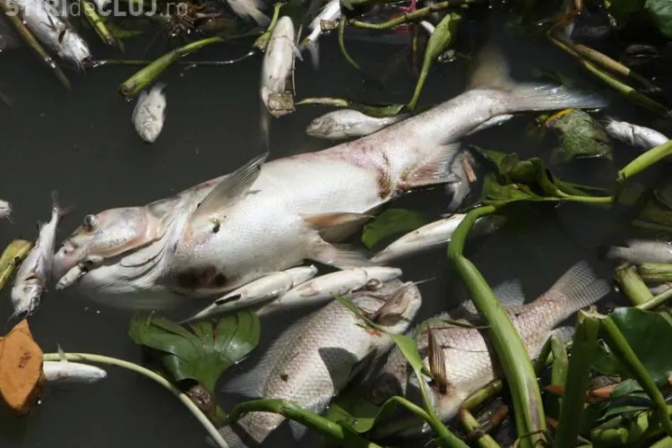 Sute de pești morți în lacul de la Chiteni. Suspiciuni de MÂNĂ CRIMINALĂ