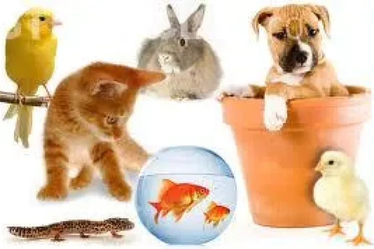 IMAGINEA ZILEI: Cel mai ciudat animal de companie de la care nimeni nu își putea lua ochii FOTO