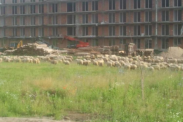 Turme de oi și vaci între blocurile din Florești - FOTO