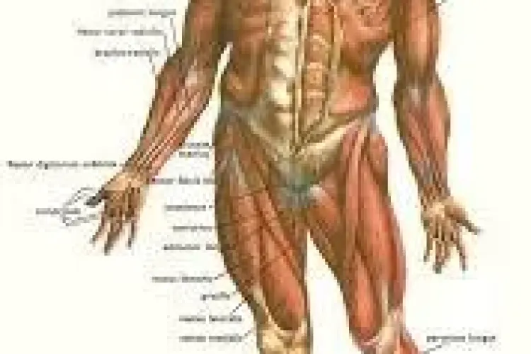 15 lucruri pe care nu le știai despre propriul corp