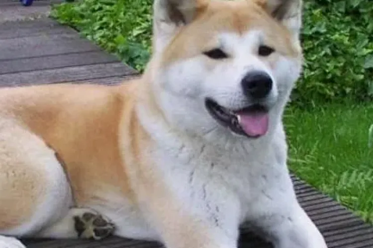 Un clujean paralizat, vindecat după 6 ani de chin de un câine