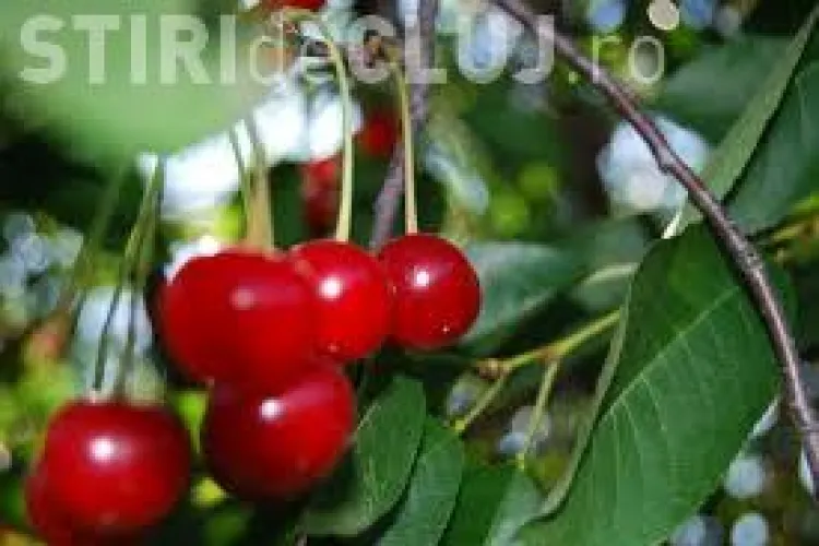 Dieta cu vișine: Cum să scapi de grăsimea abdominală în 7 zile