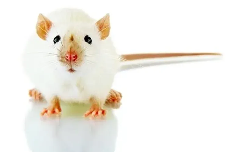 PREMIERĂ ȘTIINȚIFICĂ: Un șoarece a fost clonat dintr-o singură picătură de sânge