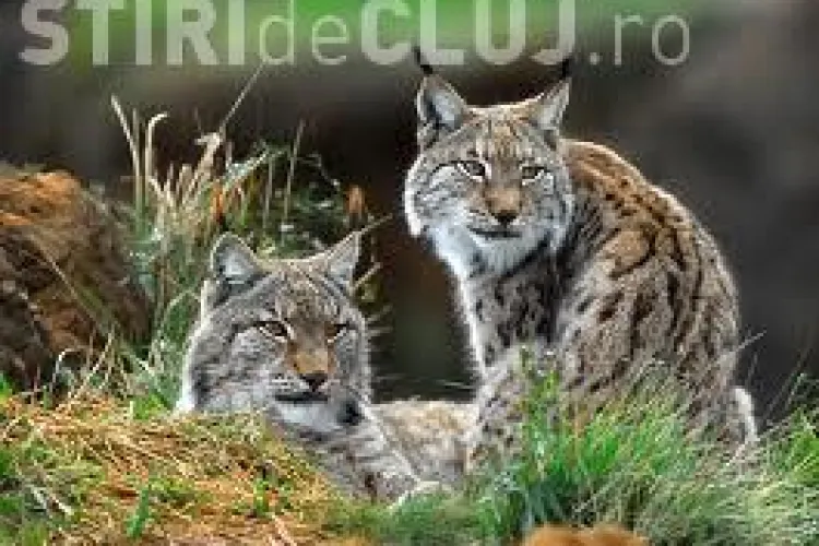 Polițiștii din Beliș au aplicat 5 amenzi pentru vânat ilegal. Un râs de 2.000 de euro a fost omorât