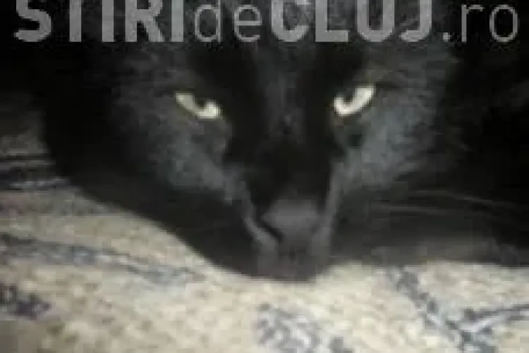 De ce suntem alergici la pisici? Vezi ce spun cercetătorii