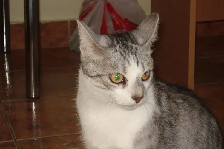 O clujeanca ofera 1000 de lei pentru gasirea pisicii pierdute - FOTO