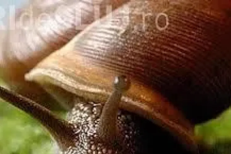 Direcția Silvică Cluj a cumpărat MELCI în valoare de 110.000 de euro. AFACERI NECURATE