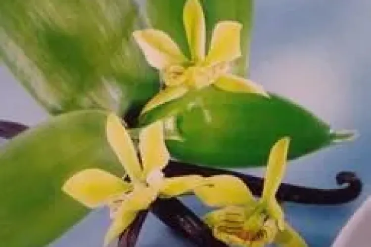 Dieta cu vanilie. Vezi cum poți da jos kilogramele în plus cu dulciuri