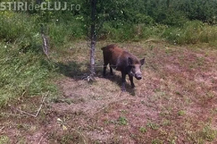 Mistreț găsit într-o capcană a braconierilor lângă Gherla - VIDEO